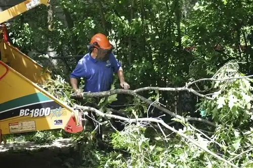 tree services Evarts